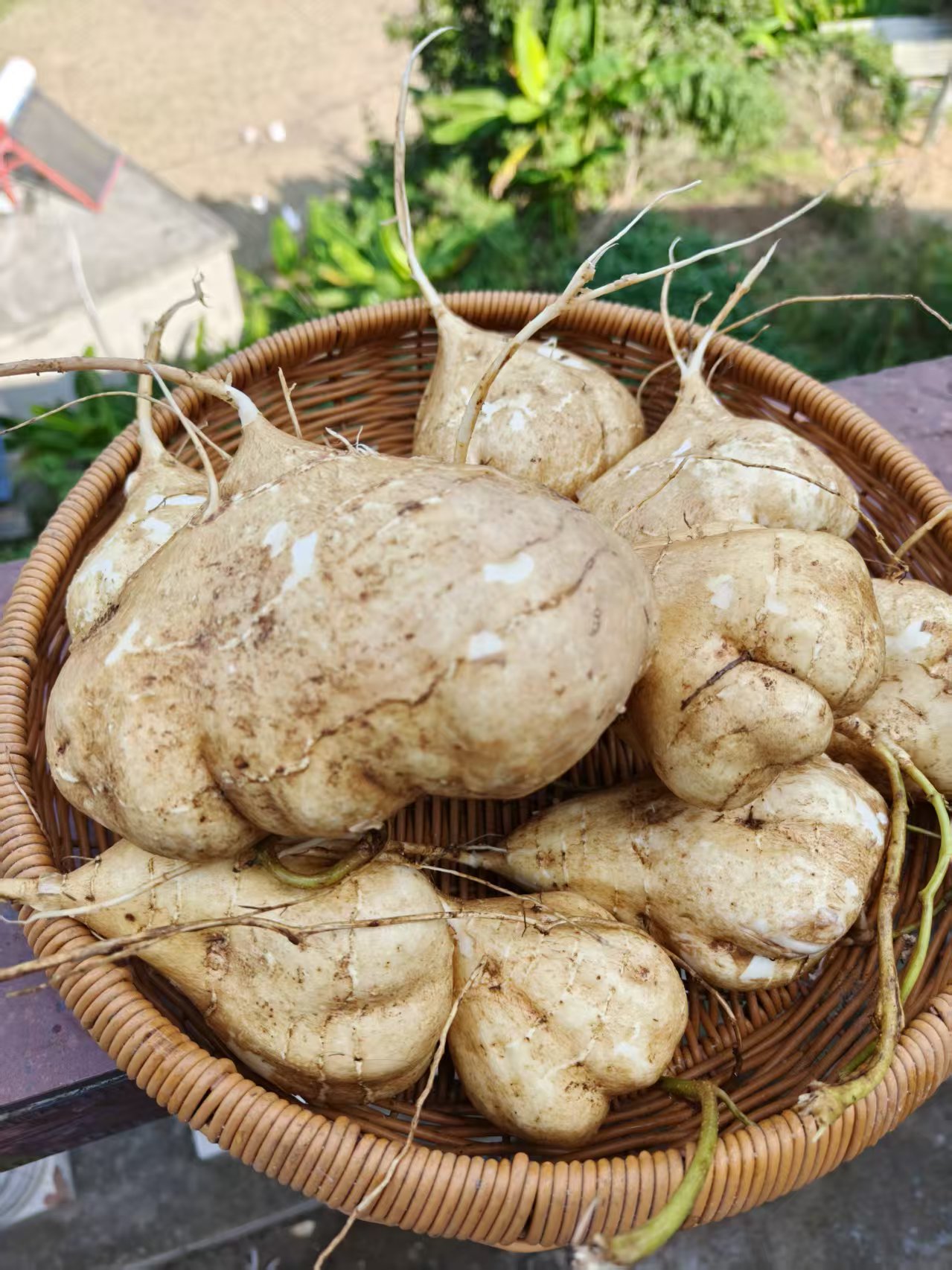 农产品蔬菜自家种植