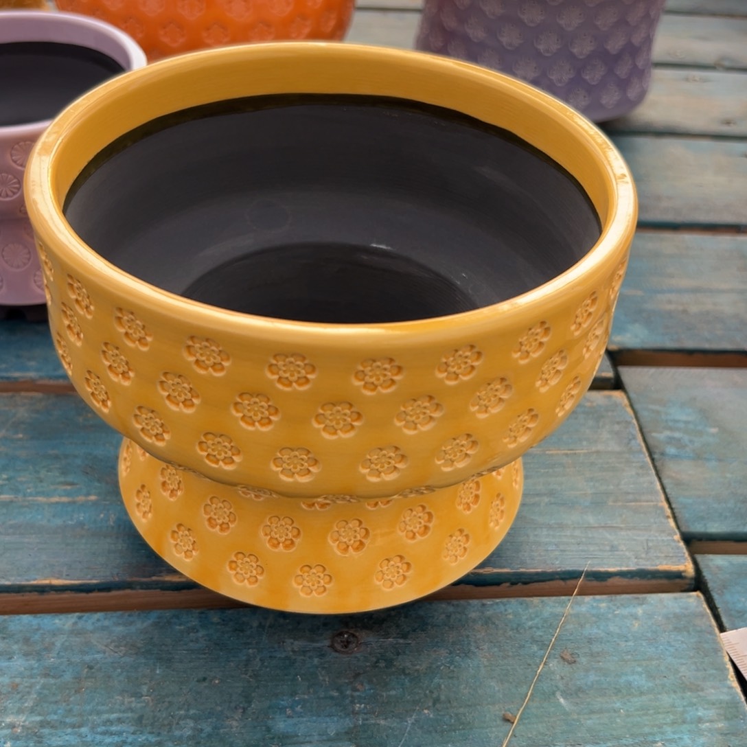 多肉一物一拍0309-104