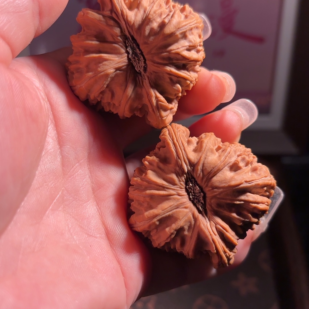 核桃大白狮子老树果大眼睛