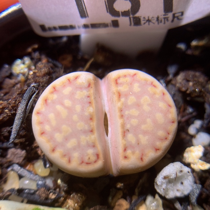 ZZ精品生石花.181