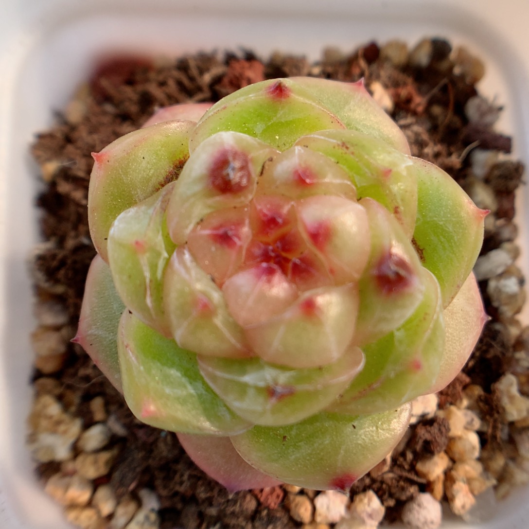 一物一拍精品多肉。珍妮16