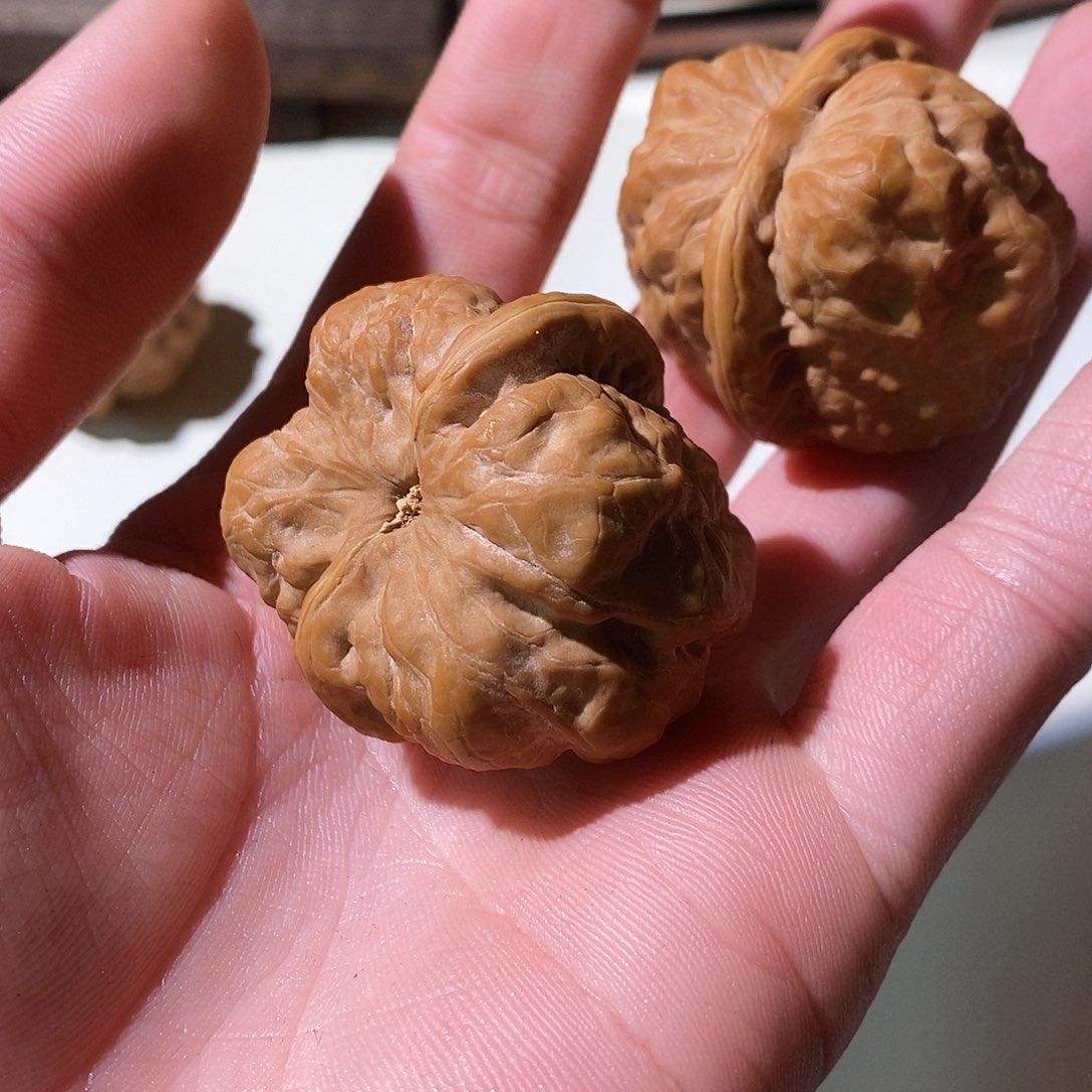 仄***言精品文玩核桃蛤蟆头