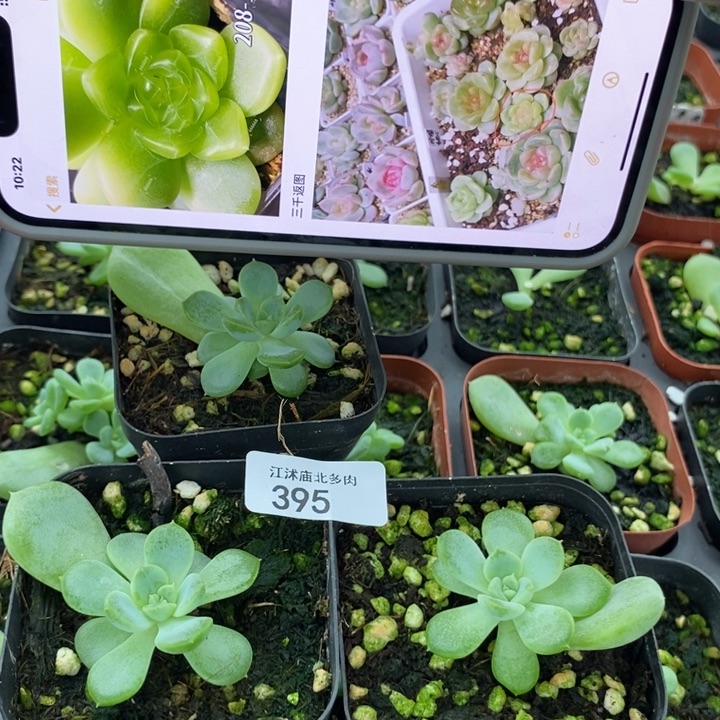 标395甜心208-1一个多肉量