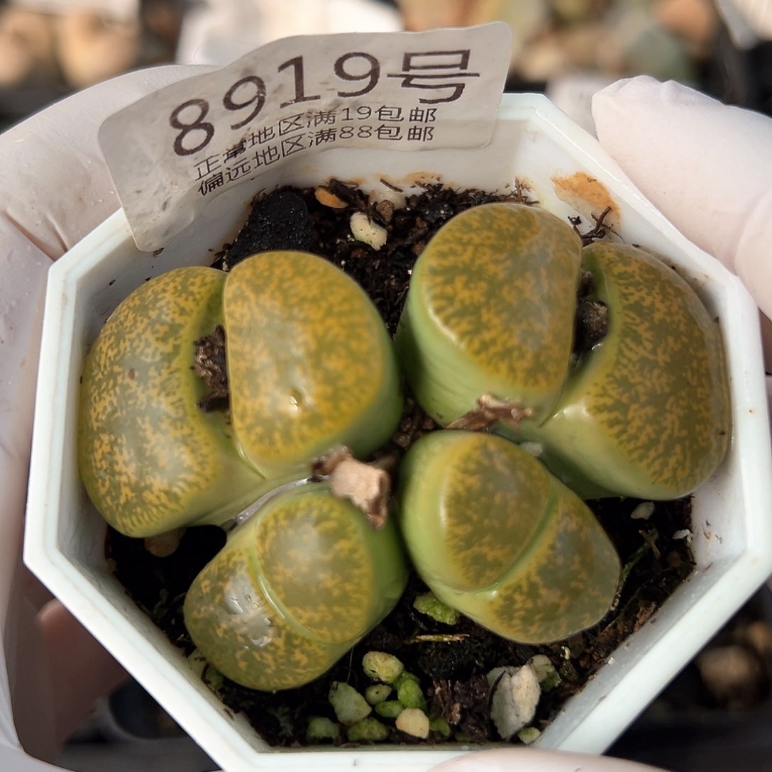 好养易活生石花大母本8919