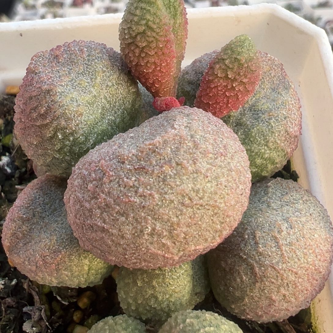 水蜜桃老桩多头多肉植物27