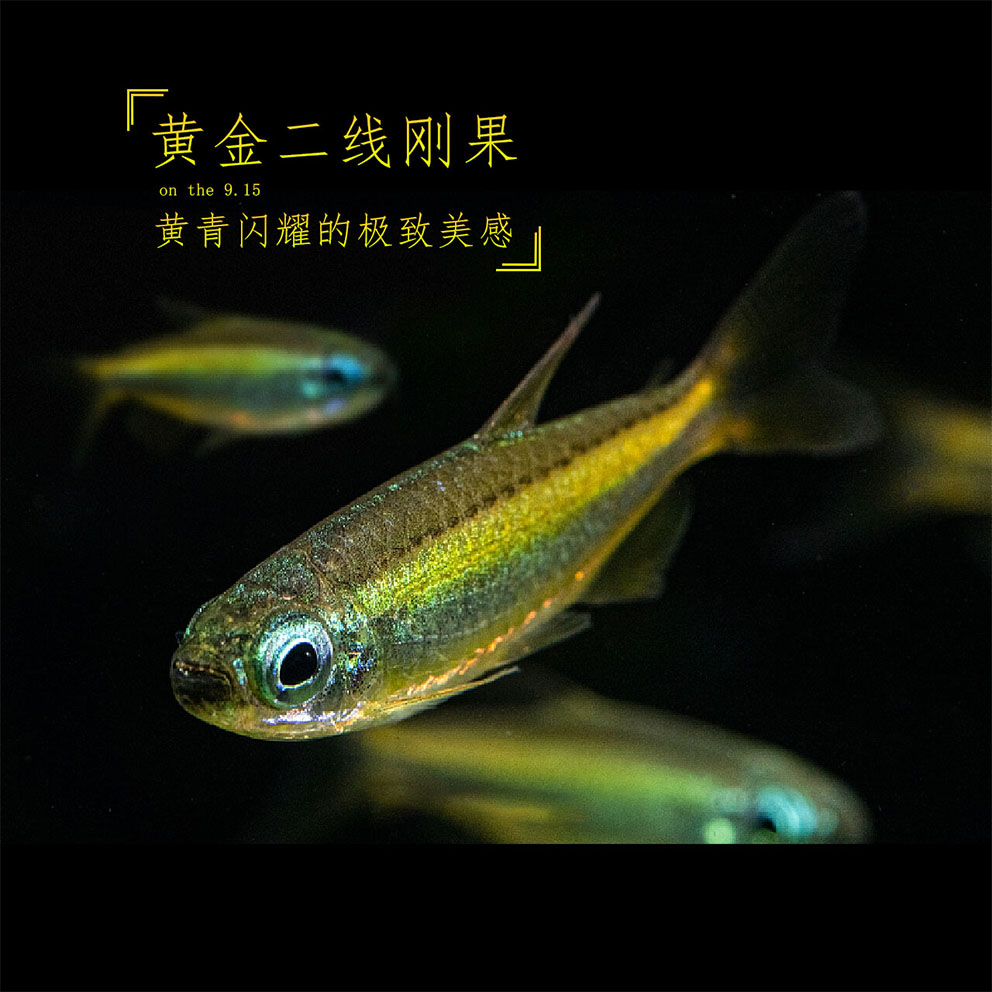 黄金二线刚果已定水养殖场直发