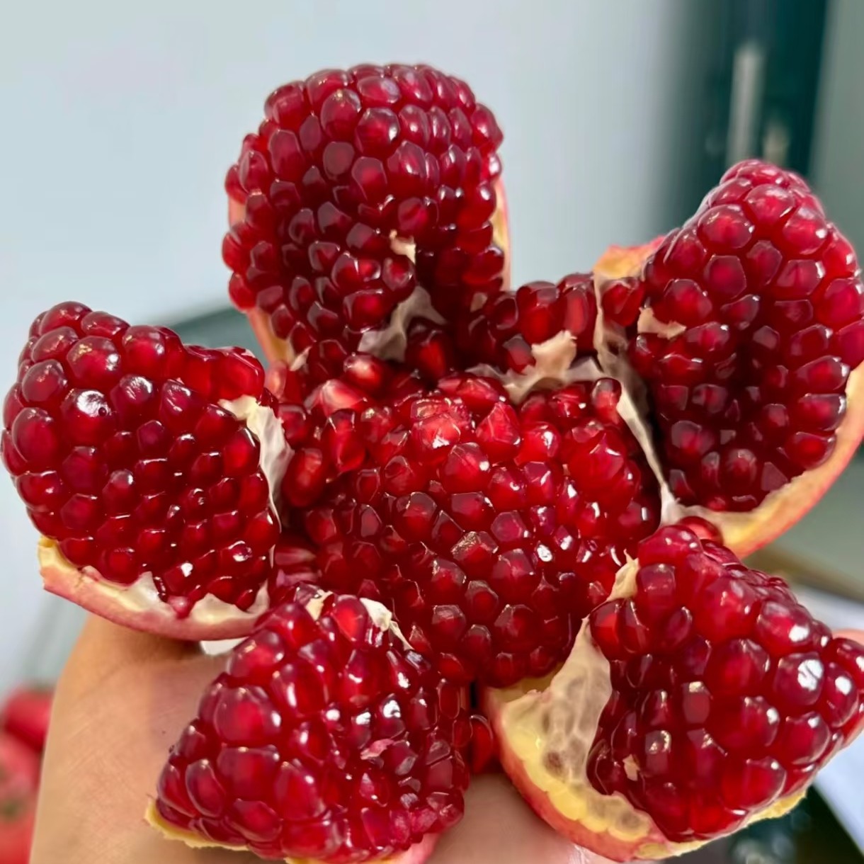 突尼斯软籽石榴一颗