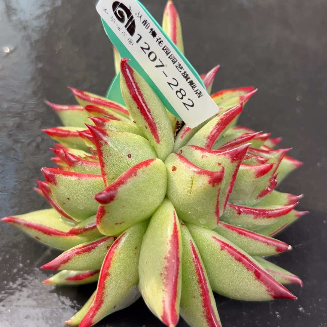 从前慢花园多肉编号1207-282