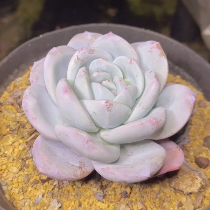 带腿SP超仙老桩状态