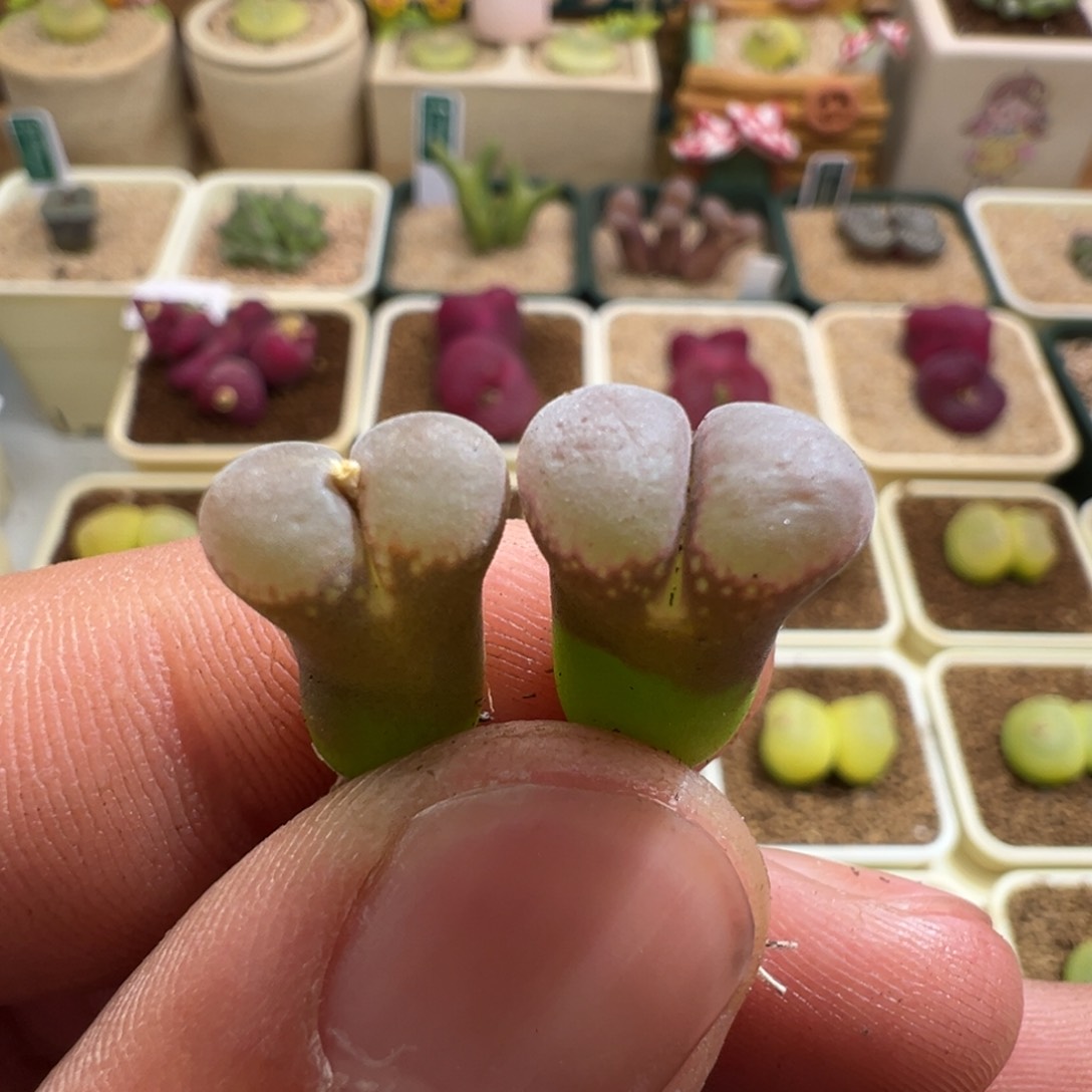 153优选美美哒风铃两颗