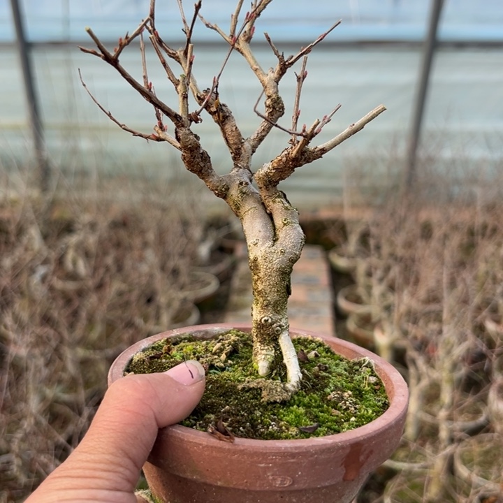 小叶紫玉石榴盆景