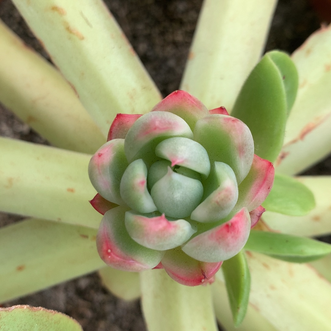 红桃锦锦锦锦锦锦集