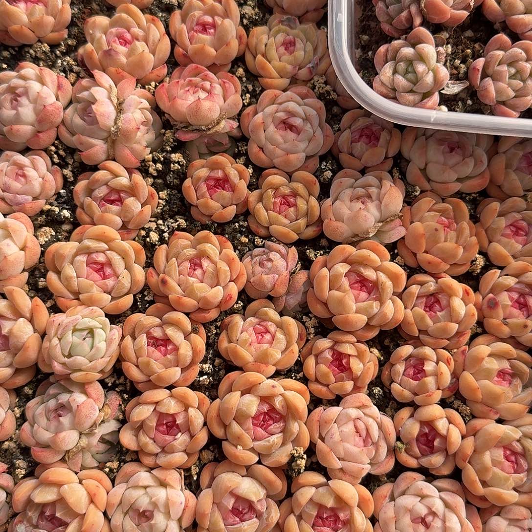 混合红糖心正方形多肉整盒切糕（量拍）