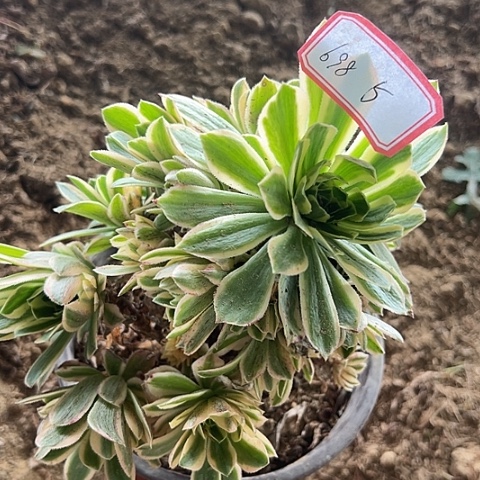 多肉植物金丝698