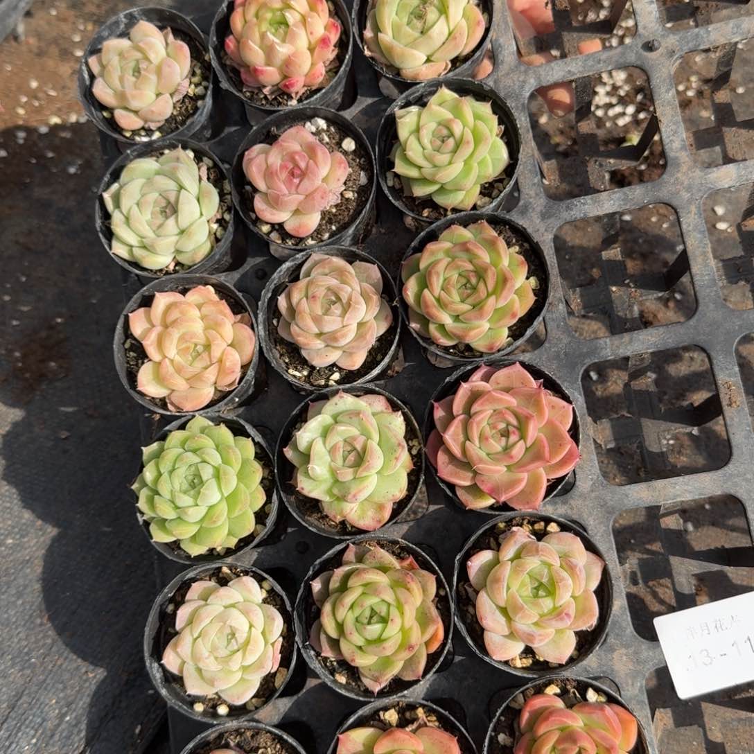 多肉杂交一物一拍13-119