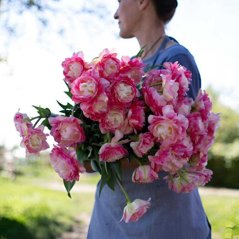 进口郁金香自然球水培土培耐寒庭院台多年生球根花卉全国秋冬种植