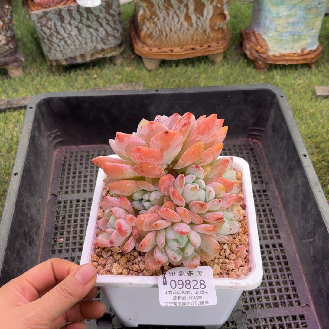 多肉植物9828gfgg