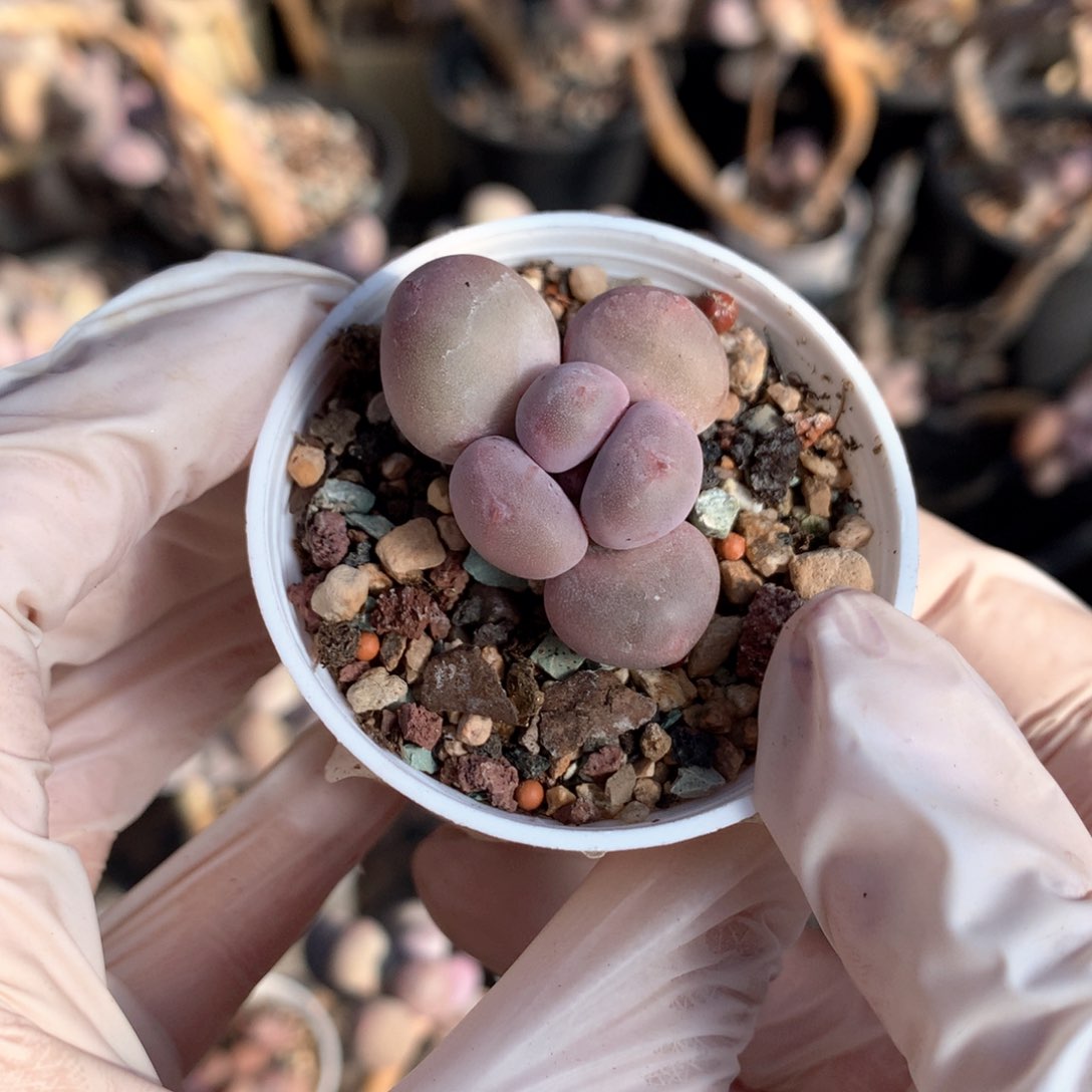 彩虹奶酪多肉彩虹奶酪