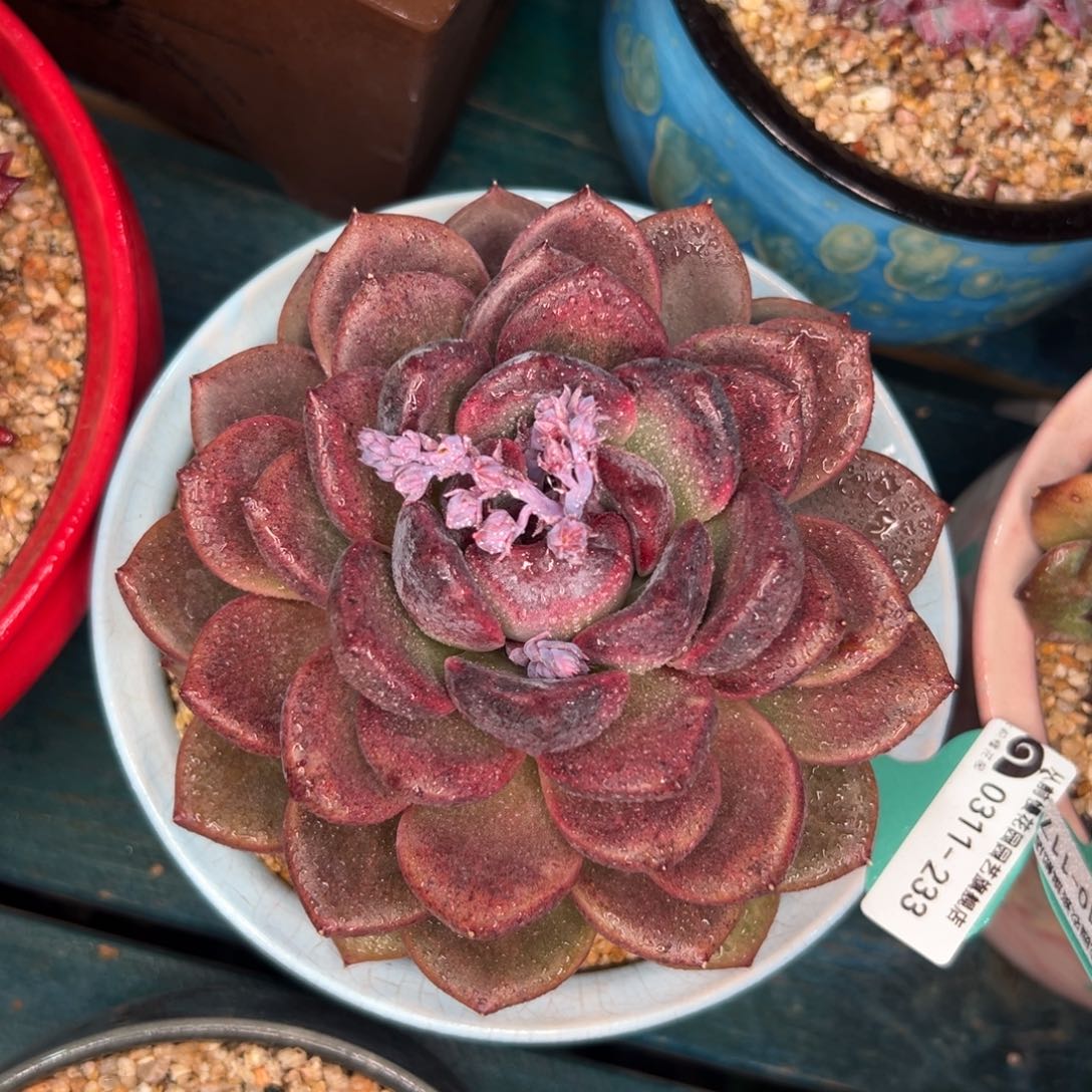 多肉一物一拍0311-233