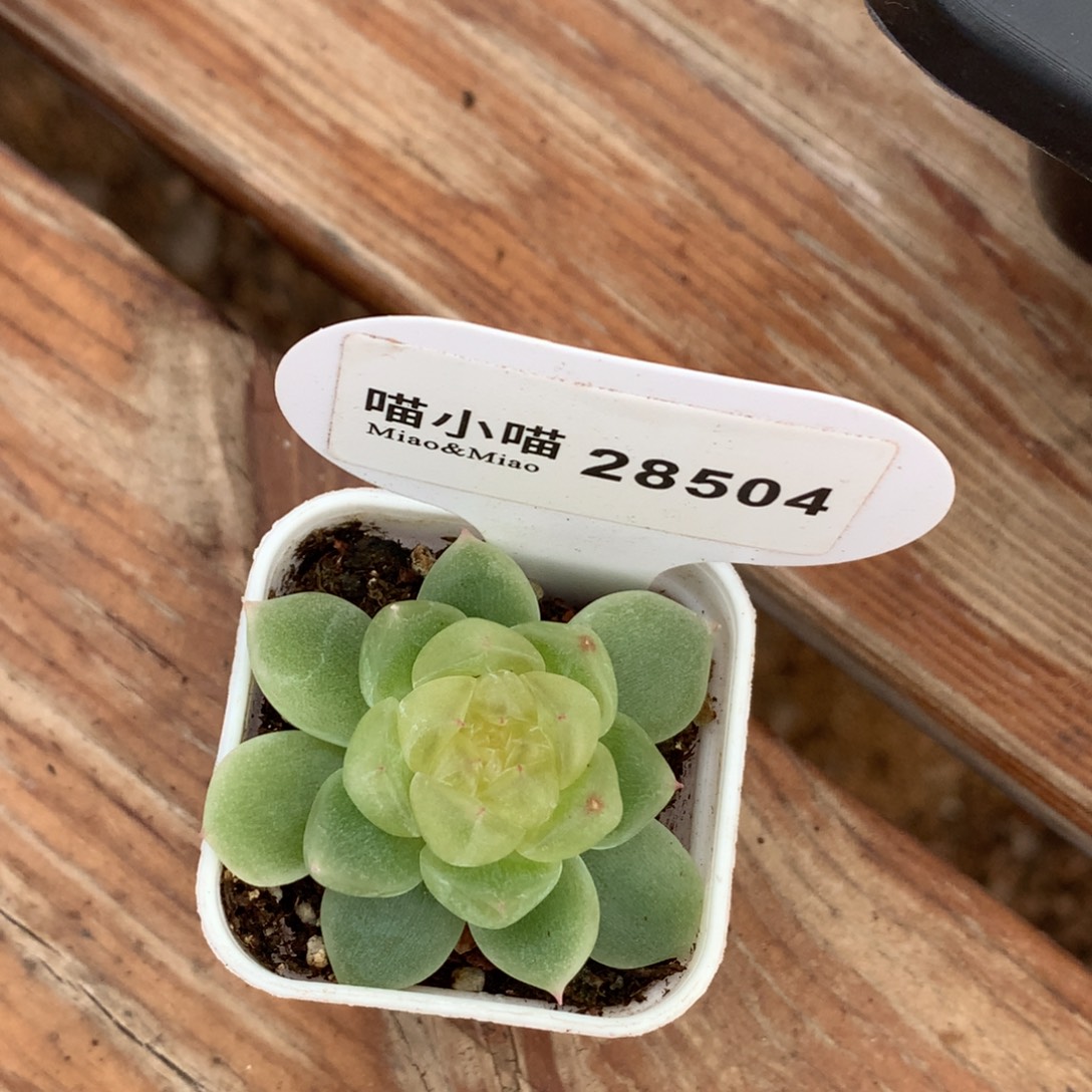 A***9多肉植物杂交珍妮