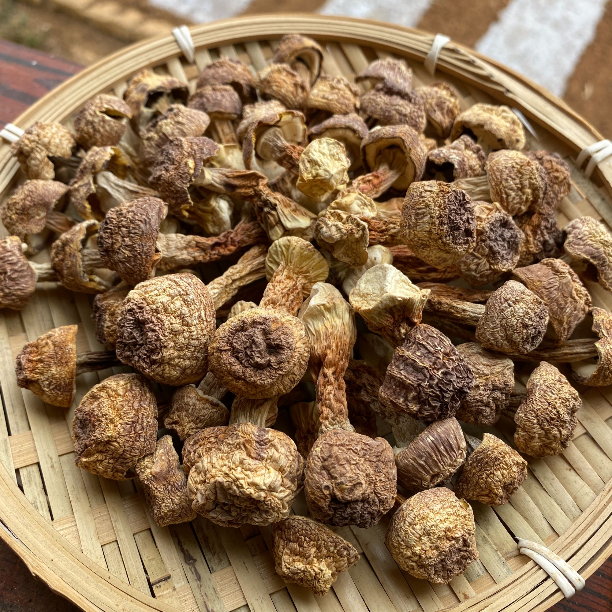 云南高原山货土特产—姬松茸