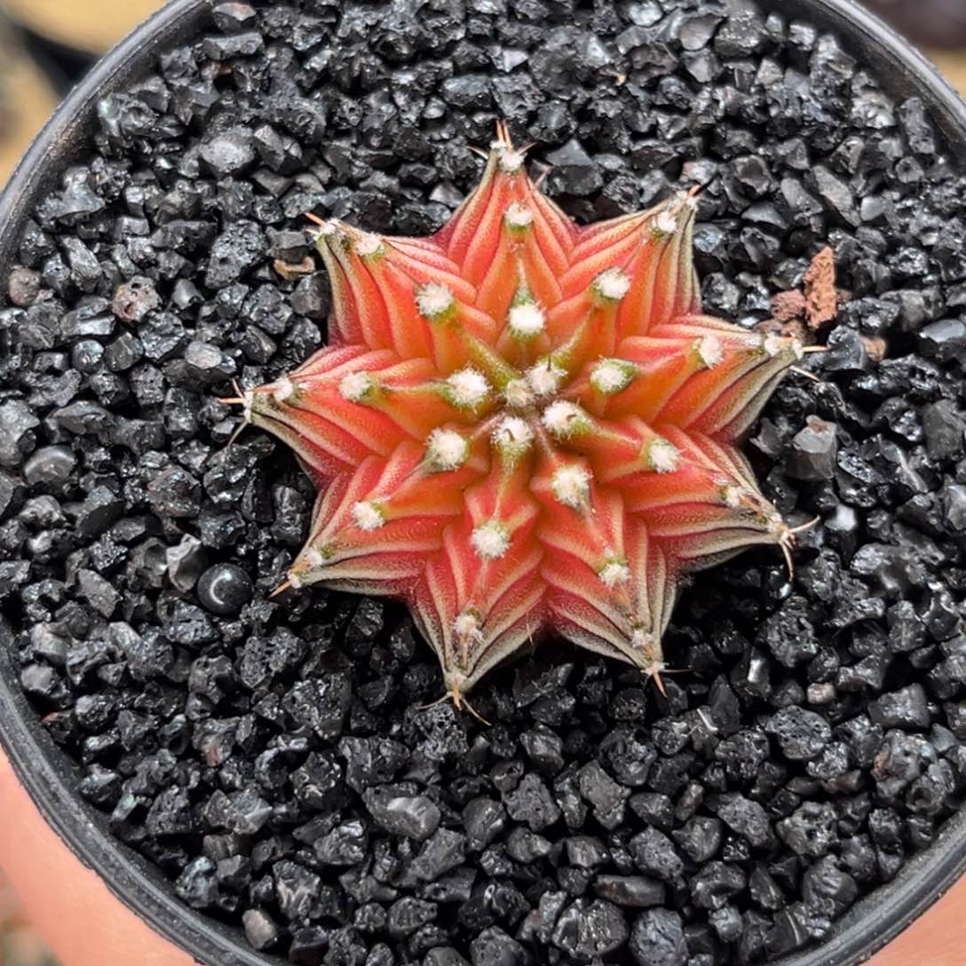 肋骨轮回 米哈仙人球