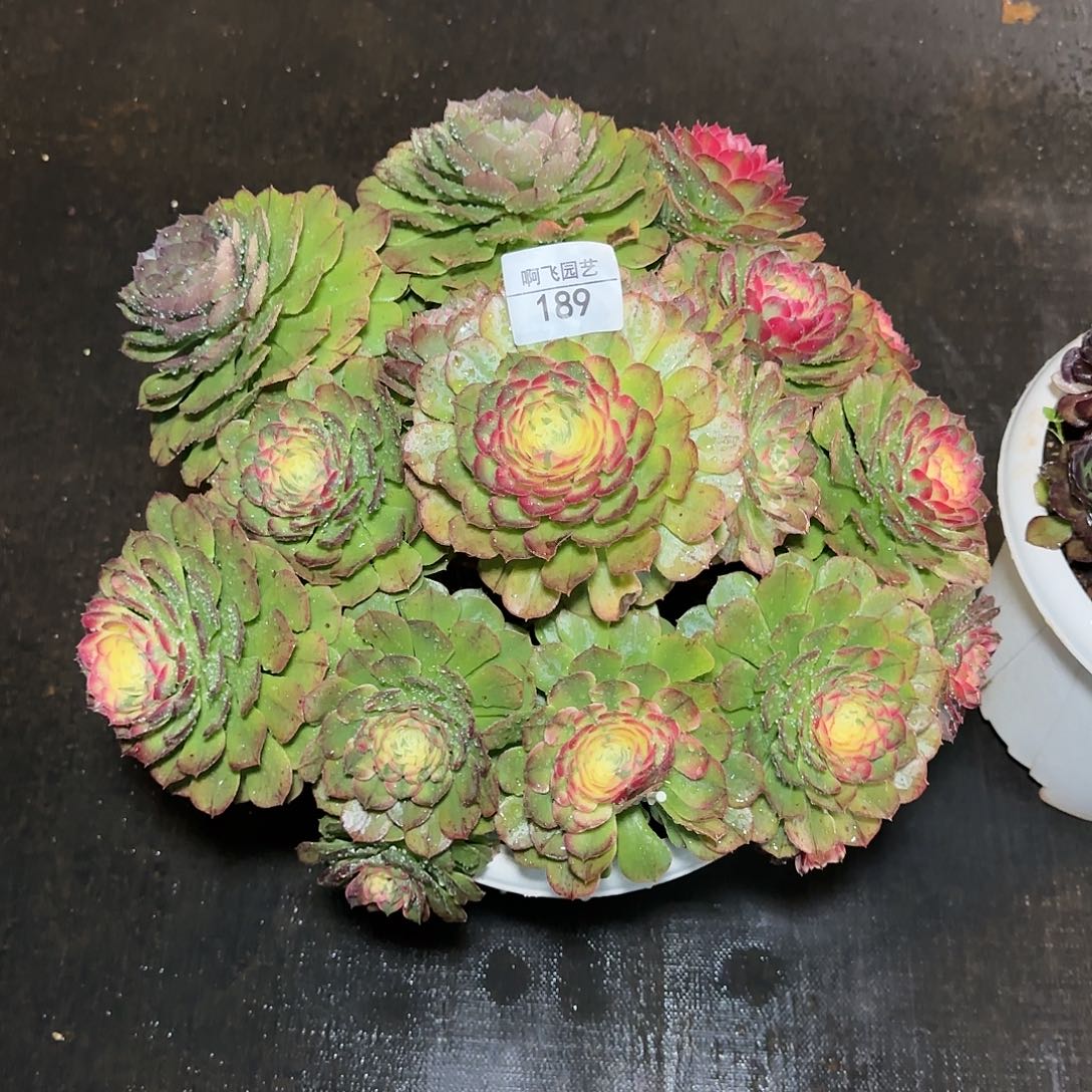 二**姨189多肉 海仙法师 