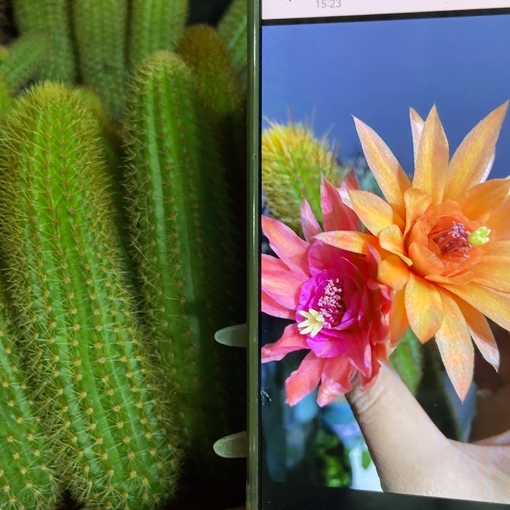 仙人球双色金妞侧芽一个