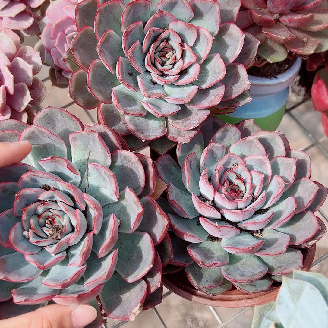 猎户座大单头精品特价三盆