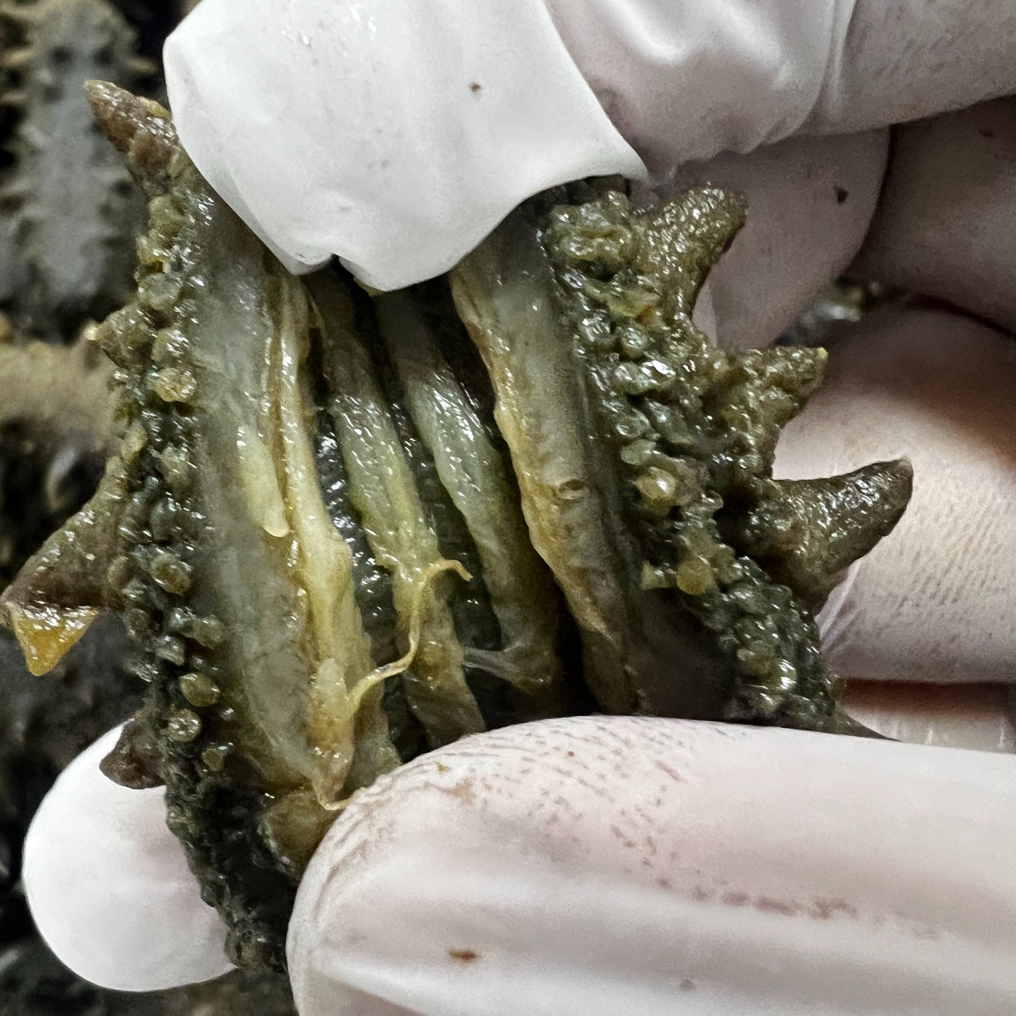 【湿】【开口】拉缸盐海参30-40头/斤 顺丰包邮