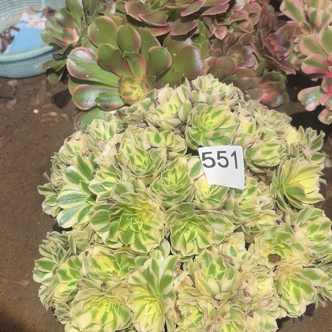 多肉法师套餐551号