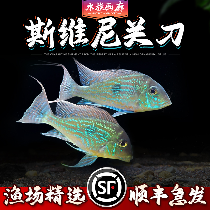 斯维尼关刀南美食土鲷斯威尼关刀鱼大型热带淡水观赏鱼好养耐活