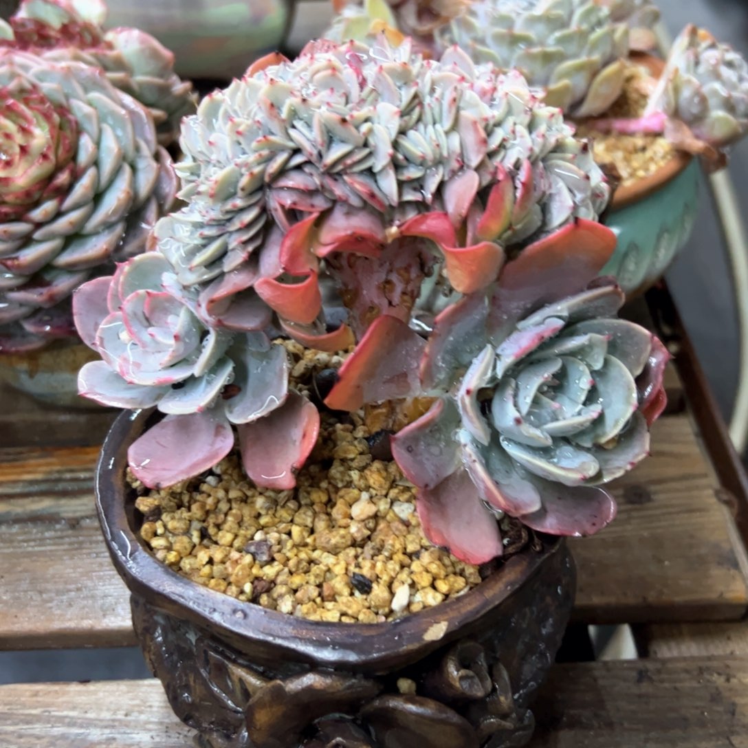 泰格杂交48 零零多肉植物