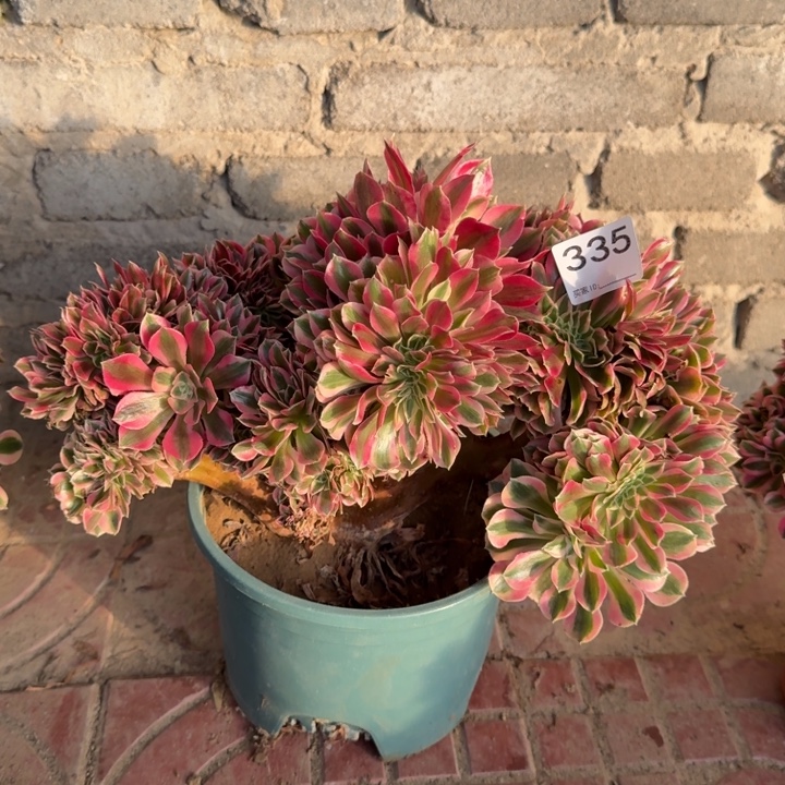 水****糖果女巫法师锦缀化335有伤不包损