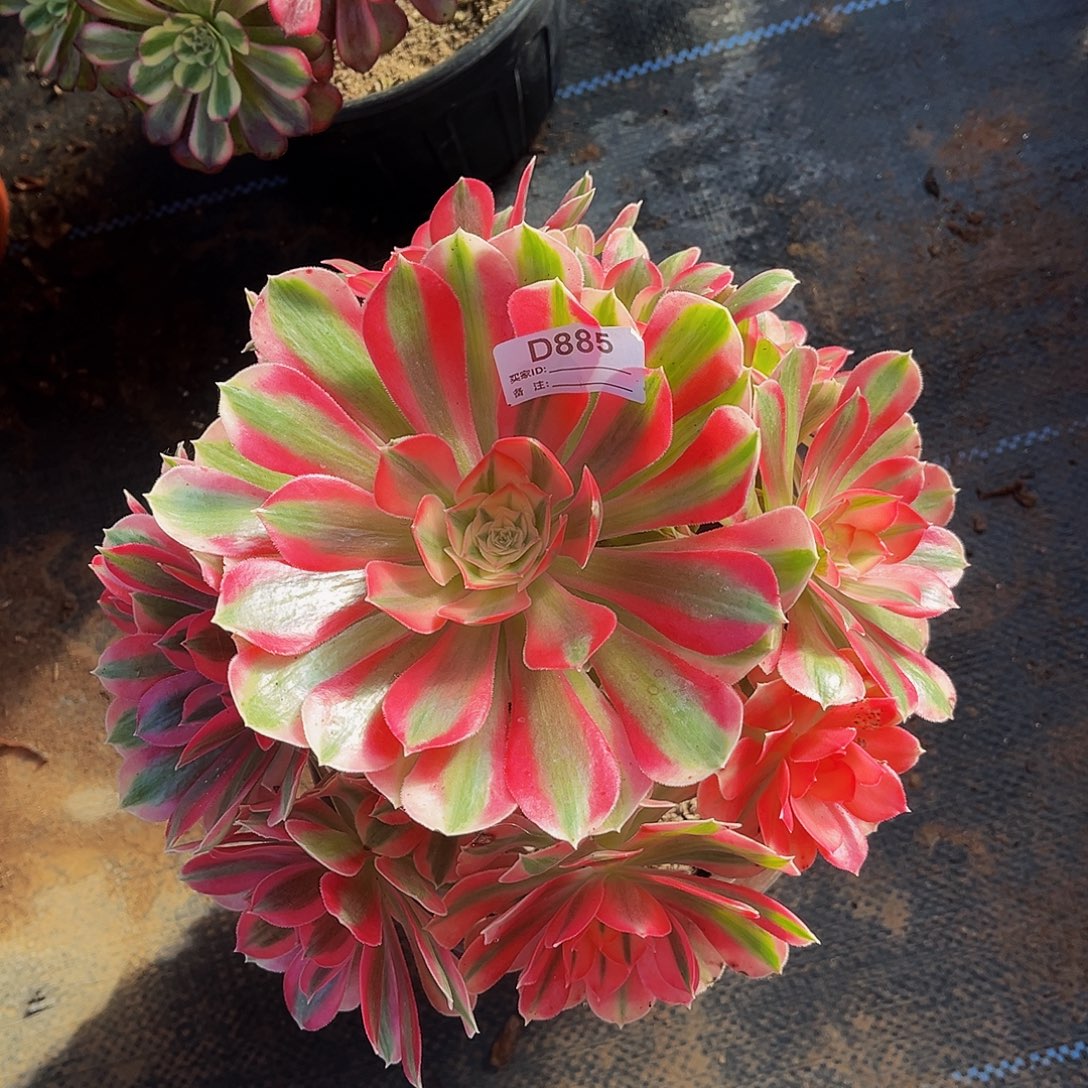 完全开放多肉植物885粉女巫