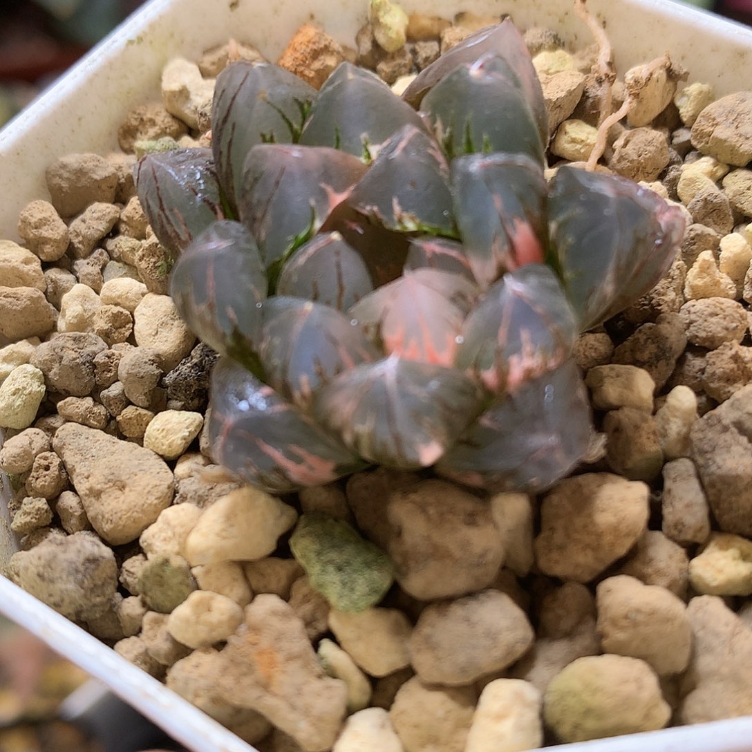 北极之光玉露锦带盆土