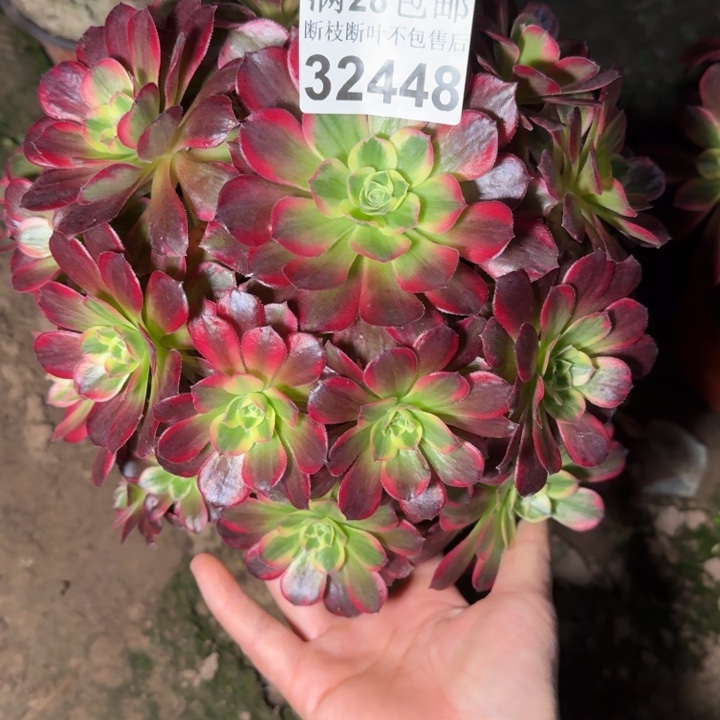 32448安娜多肉植物