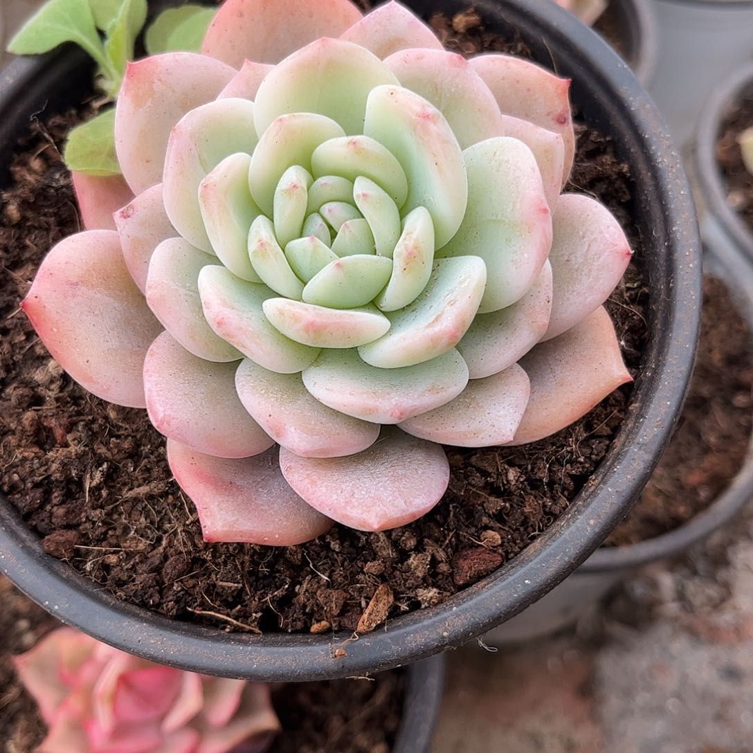 寄养链接的肉肉的