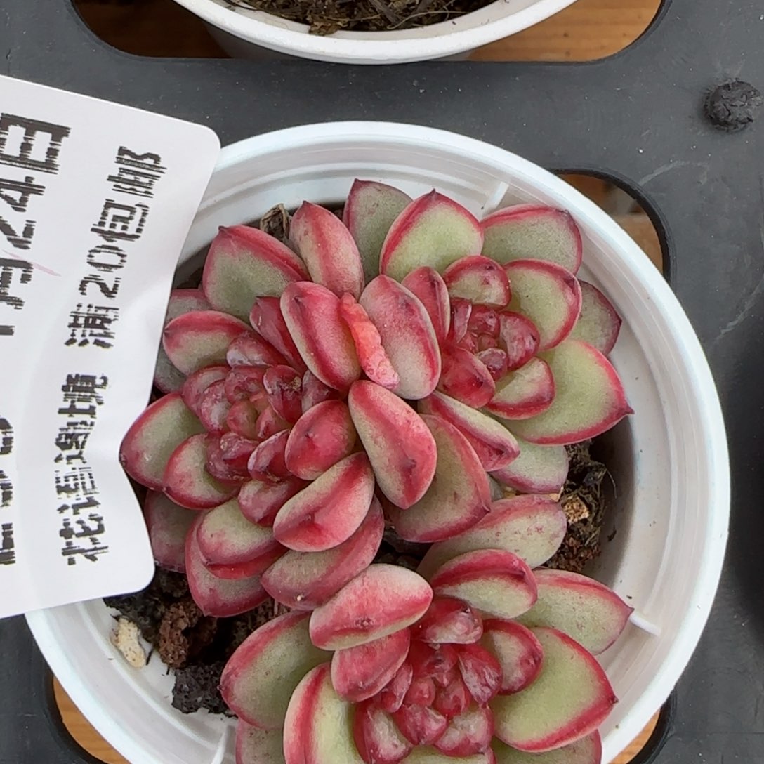 花语逸境0124-255