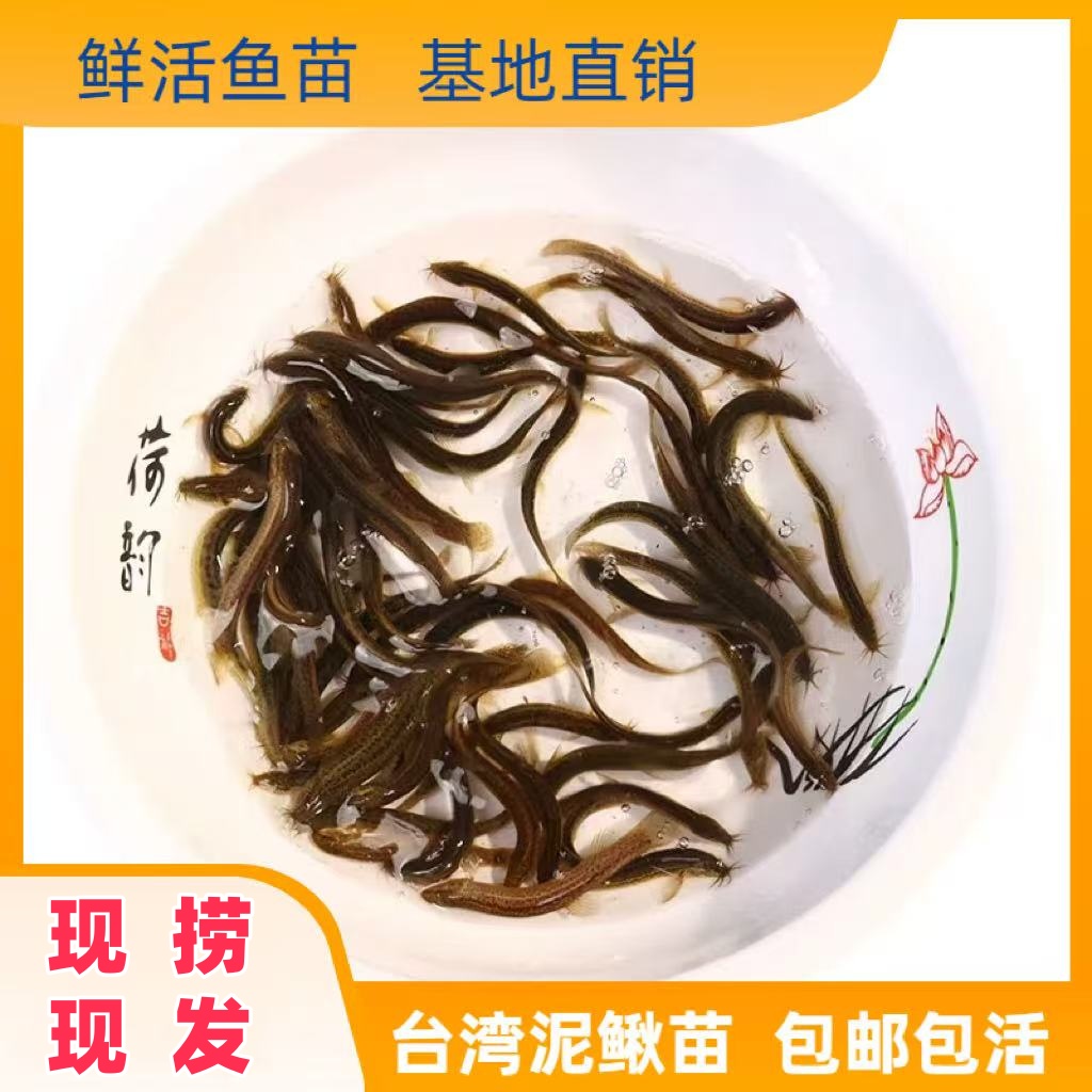 鲜活泥鳅苗钓鱼筏钓路亚