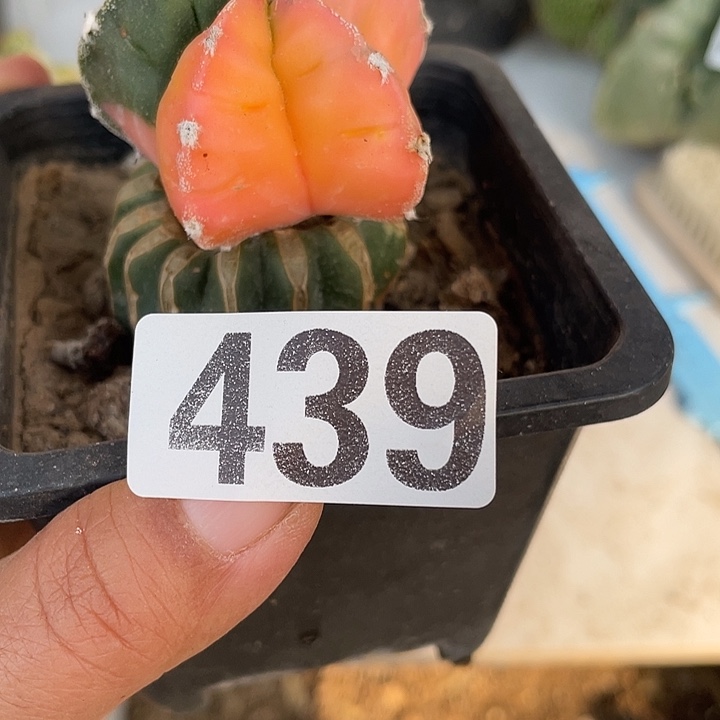 439号鸾凤御景脱土发货