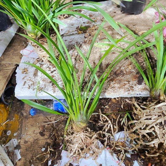 无花朵 雪里红虎头兰咯