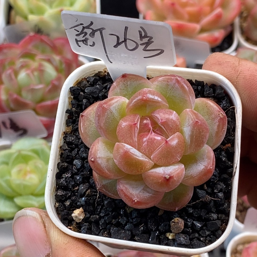 天官赐福百无禁忌