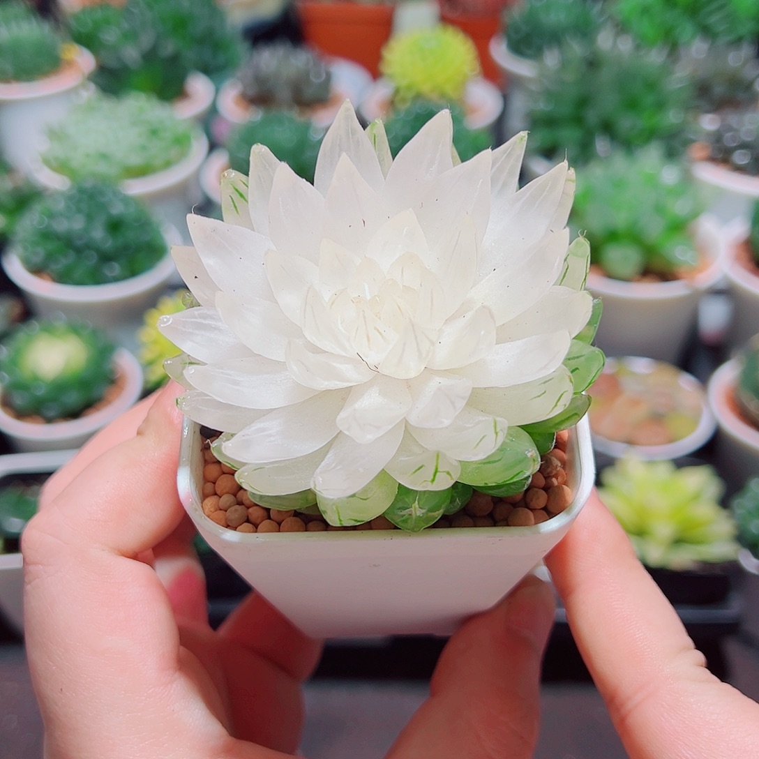 白莲花小白盆多肉多肉