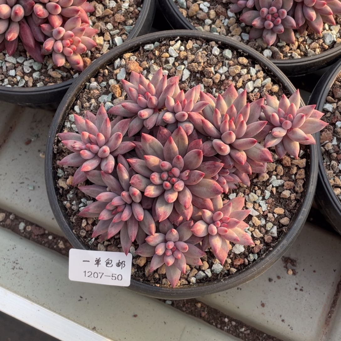 兰***子1207-50-虞美人，，，，。，。