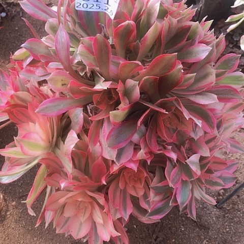 2.9-11女王多肉植物