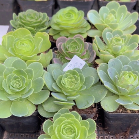 376 山地玫瑰基地