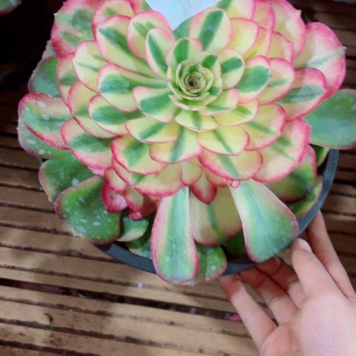 云南荔枝好看111号