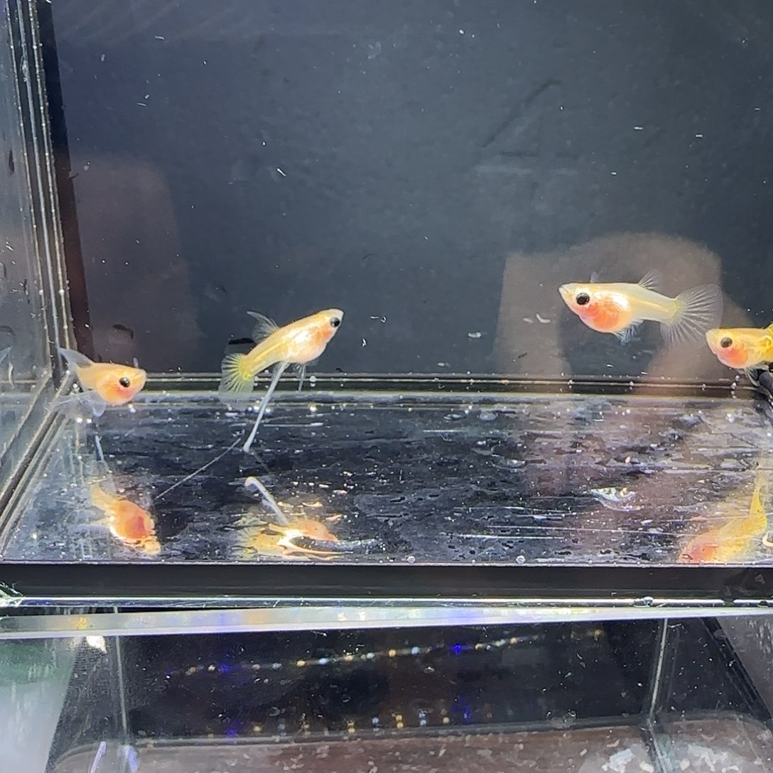 孔雀鱼黄蕾丝短体大c四条