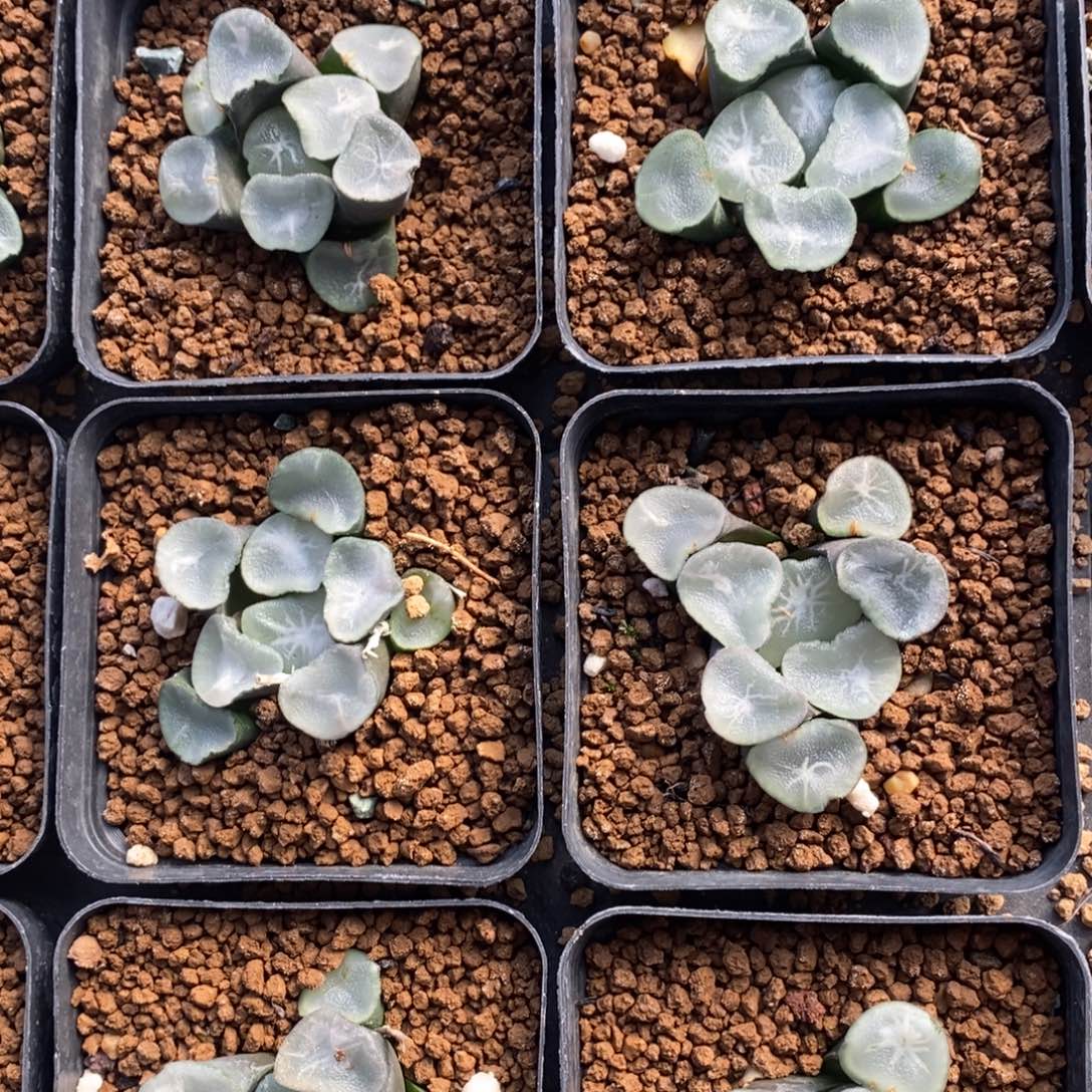 十二卷一颗大望乡万象    